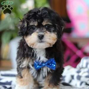 Snickers, Shih-Poo Puppy